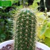 Trichocereus_ spachianus _(Echinopsis spachiana)_ 01